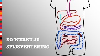 Hoe werkt je spijsvertering  Voedingscentrum [upl. by Cohl206]