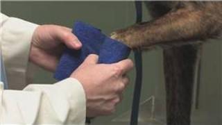 Dog Health  How to Know if a Dog Broke Its Paw [upl. by Nebur]