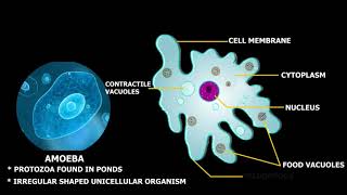 Structure of Amoeba [upl. by Idonah]