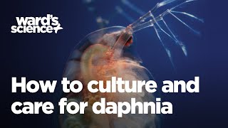 Caring and Culturing for Daphnia [upl. by Nivled]