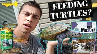 The ULTIMATE Turtle Food Guide  Turtle Basics [upl. by Corabelle]