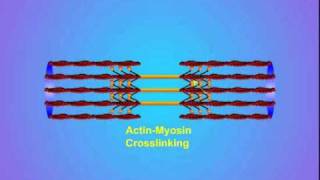 4 ActinMyosin Crosslinking [upl. by Lonier729]