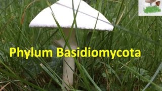 Basidiomycota [upl. by Atteynot767]