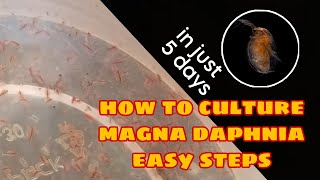 How to Culture Magna Daphnia Easily [upl. by Dacie]