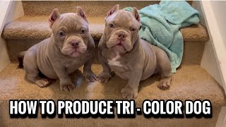 How To Produce A Tri  Color American Bully Dog [upl. by Onder]