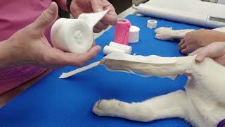 How to bandage a broken leg in a puppy [upl. by Jayne200]