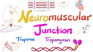 Troponin Tropomyosin TTubules Sarcoplasmic Reticulum and the Neuromuscular junction NMJ [upl. by Godric]