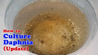 How to Culture Daphnia Update with ZERO Cost  Unlimited Live Food for Our Fish [upl. by Sofer694]