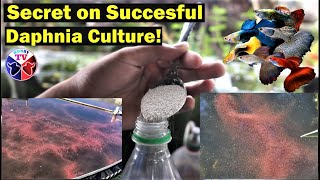 How to Culture Daphnia Successfully [upl. by Sigismondo]