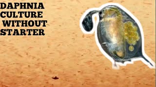 HOW TO CULTURE DAPHNIA NATURALLY WITHOUT A STARTER [upl. by Anwahs]