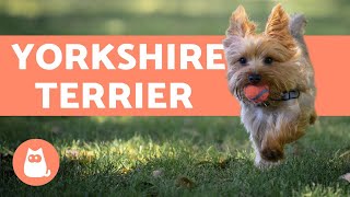 Yorkshire Terrier  Care and Training Information [upl. by Rollie304]