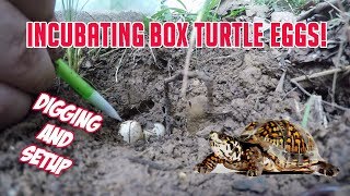 Three Toed Box turtle eggs  Digging up and Incubating Shane Williams Outdoors [upl. by Eedolem308]