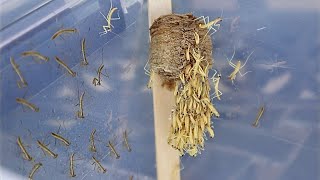 Praying Mantis Hatching Timelapse [upl. by Ewell]