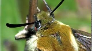 The Narrowbordered Bee Hawkmoth Hemaris tityus [upl. by Nevada]