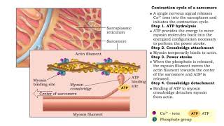 Contraction cycle of a sarcomere [upl. by Grefer]