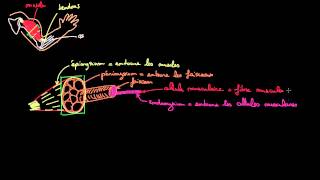 Du muscle au sarcomere [upl. by Knowlton]