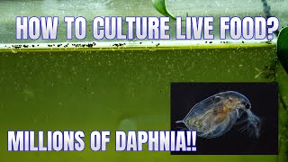 How to Culture Daphnia Secret Method to Breed MILLIONS  Simply Aquatic [upl. by Eckel794]