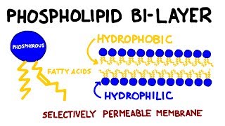 Carbohydrates and Lipids Key Biomolecules I [upl. by Margi698]