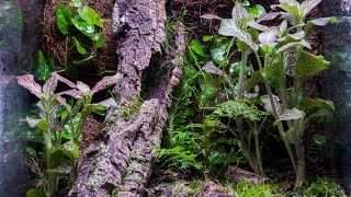 Vertical 10g Naturalistic Vivarium Build [upl. by Leinahtan]