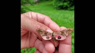 Blinded Sphinx Moth [upl. by Ender]