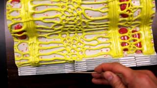 MUSCULAR SYSTEM ANATOMYMuscle fiber with sarcomere model description [upl. by Solange]