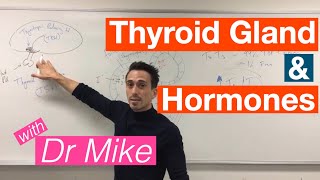 Thyroid Gland and Hormones [upl. by Rimma597]