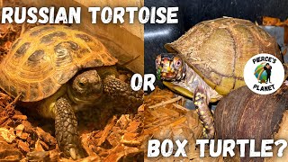 Box Turtle Or Russian Tortoise Which One Makes The Best Pet [upl. by Edwine428]