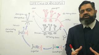 Zygomycetes English medium profmasoodfuzail Life Cycle of Rhizopus  Conjugating Fungi [upl. by Merill]