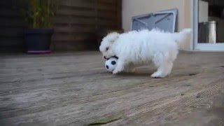 bichon maltais 2 mois [upl. by Ylelhsa]