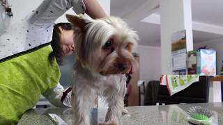 Toilettage  Grooming Yorkshire Terrier Chanel [upl. by Thissa]