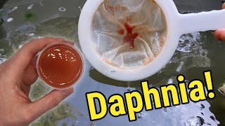 How I Culture Daphnia In Outdoor Tubs [upl. by Jamal]