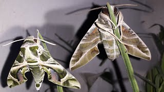 Oleander Hawk  The Poisoneating Moth [upl. by Duma]