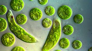 Chlamydomonas amp Euglena viridis [upl. by Sylera]