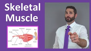 Skeletal Muscle Tissue Contraction Sarcomere Myofibril Anatomy Myology [upl. by Ahsiuq]