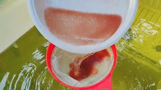 How to culture daphnia  Daphnia culture  How to grow daphnia outdoor [upl. by Trinidad544]