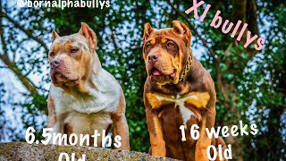 Getting My XL BULLY From BossyKennels [upl. by Oballa]