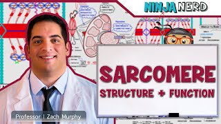 Musculoskeletal System  Sarcomere Structure Actin amp Myosin [upl. by Bastian]