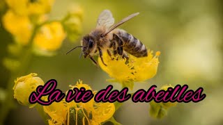 La vie des abeilles [upl. by Atirihs]