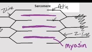 Parts of the Sarcomere [upl. by Vaughan]