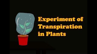 Biology  Transpiration Experiment  Transpiration in Plants experiment for Kids [upl. by Ridglea215]