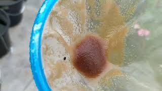 How to culture daphnia moina in a small container Part 1 English Subtitle [upl. by Shaylyn]