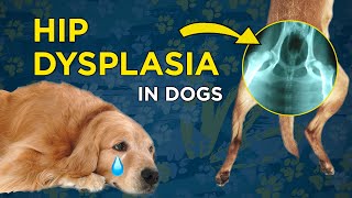 Hip Dysplasia in Dogs  VetVid Dog Care Video [upl. by Elrae]