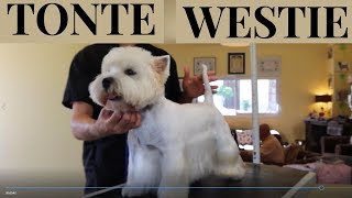 Toilettage Westie en Tonte [upl. by Yorgo570]