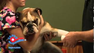 TapeO Pet Wraps How to Bandage Your Pets Injuries by Dr Simon George [upl. by Nyssa]