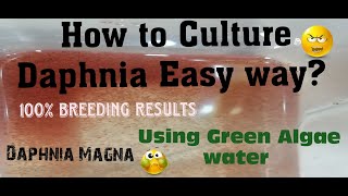 Daphnia MagnaHow to Culture Daphnia Easy wayCulturing Daphnia using Green water Daphnia [upl. by Jorrie553]