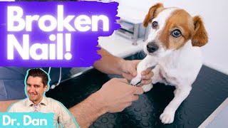 Broken Nail How a vet fixes a broken dog nail with Dr Dan [upl. by Retsam]