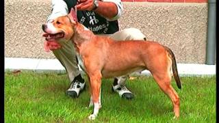 American Staffordshire Terrier  Pet Dog Documentary English [upl. by Odnuges]