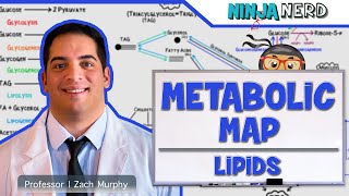 Metabolism  The Metabolic Map Lipids [upl. by Jessika]