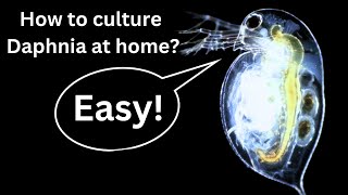 BEST Live Fish Food Beginner guide How to Culture Daphnia at home [upl. by Marx429]