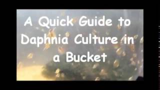 How to culture daphnia outside [upl. by Ridinger]